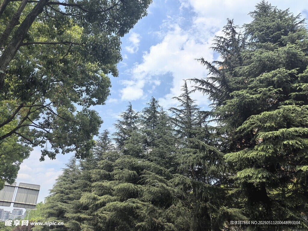 蓝天绿树间的清新景致