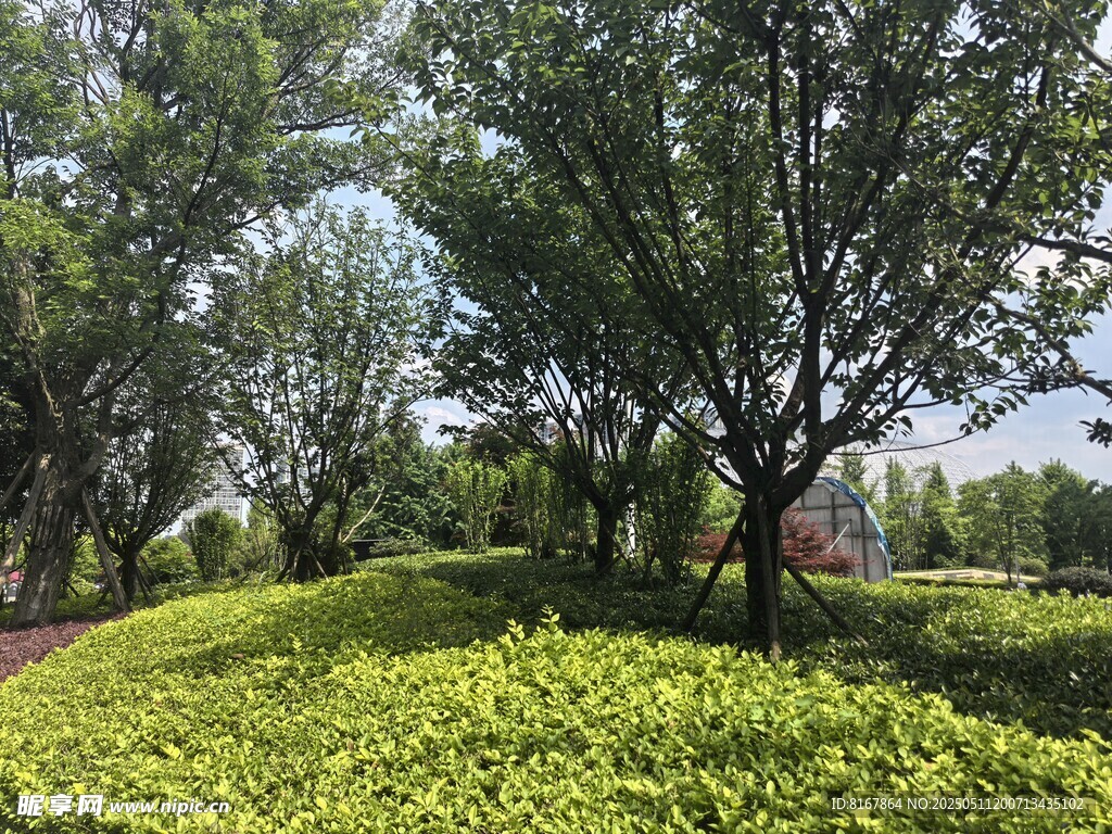 绿意盎然的林间草地景观