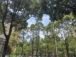 林间绿意盎然的清新景致