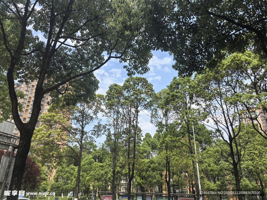 林间绿意盎然的清新景致