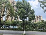 城市街道旁的绿树与高楼