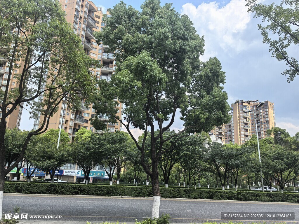 城市街道旁的绿树与高楼
