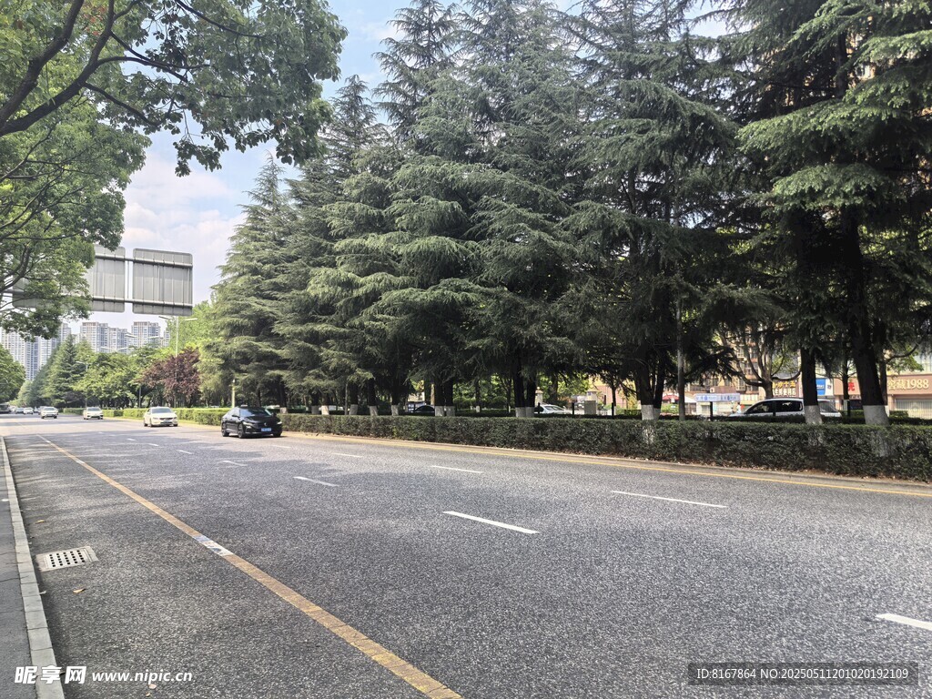 城市林荫道路风景