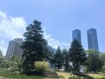 城市中葱郁树木与高楼景观