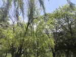 垂柳映蓝天绿意盎然