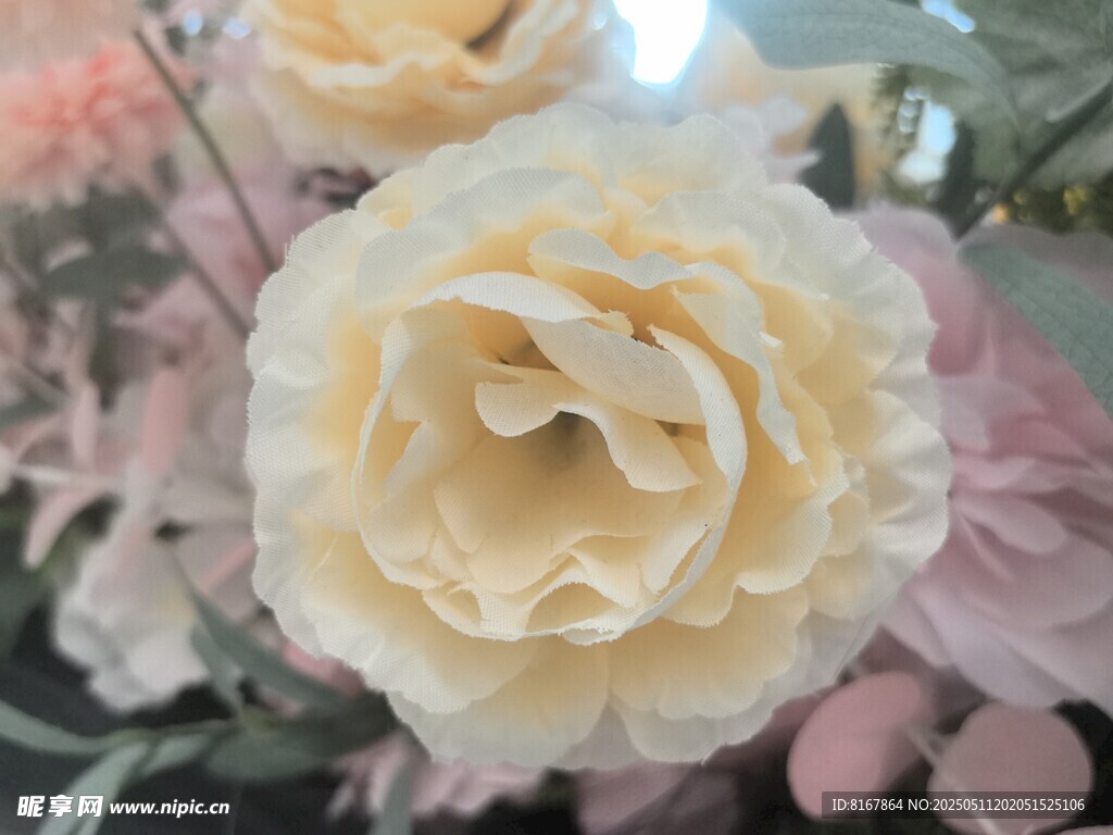 淡黄玫瑰绽放美丽瞬间