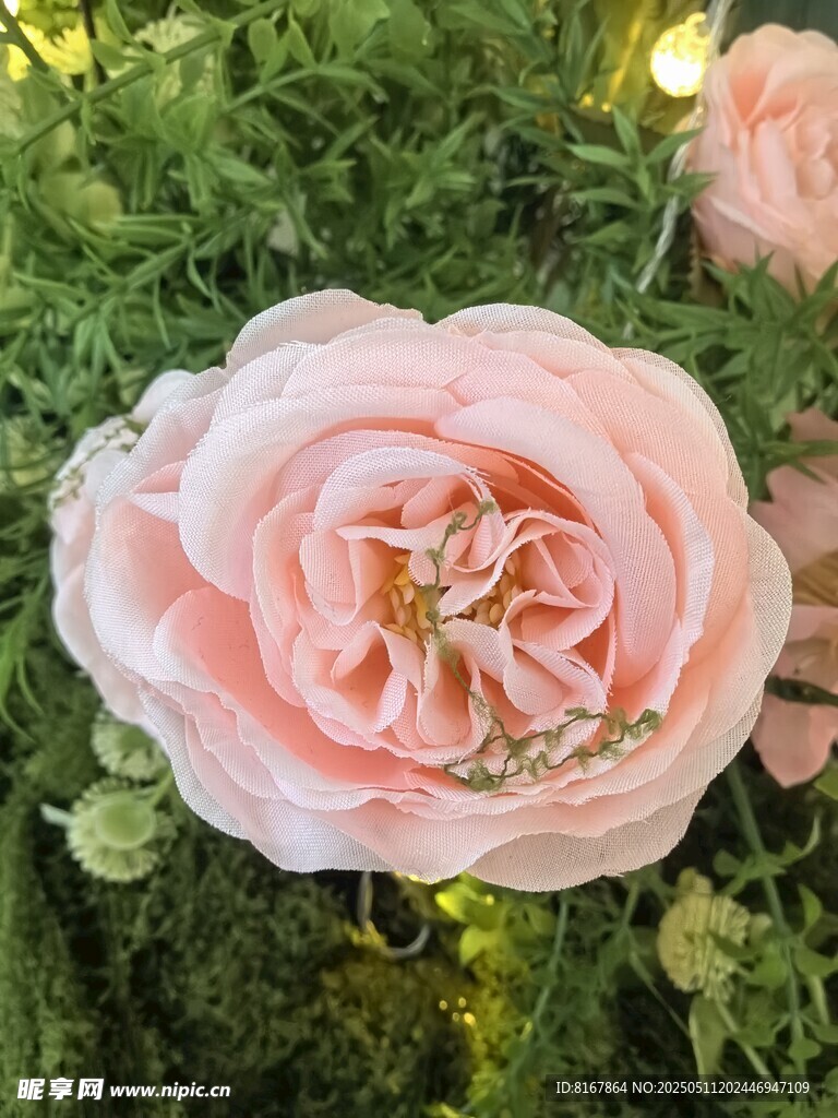 柔美粉玫瑰绽放于绿植间