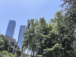 城市绿树与高楼景观