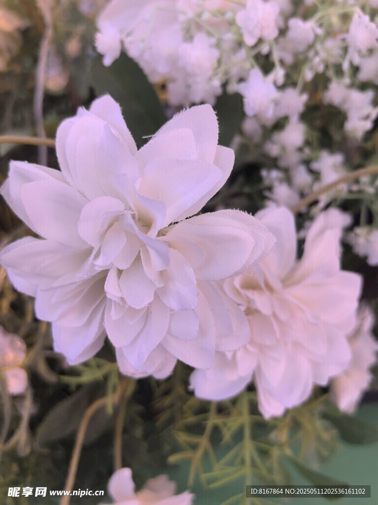 淡粉花卉绽放瞬间