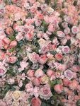 玫瑰花