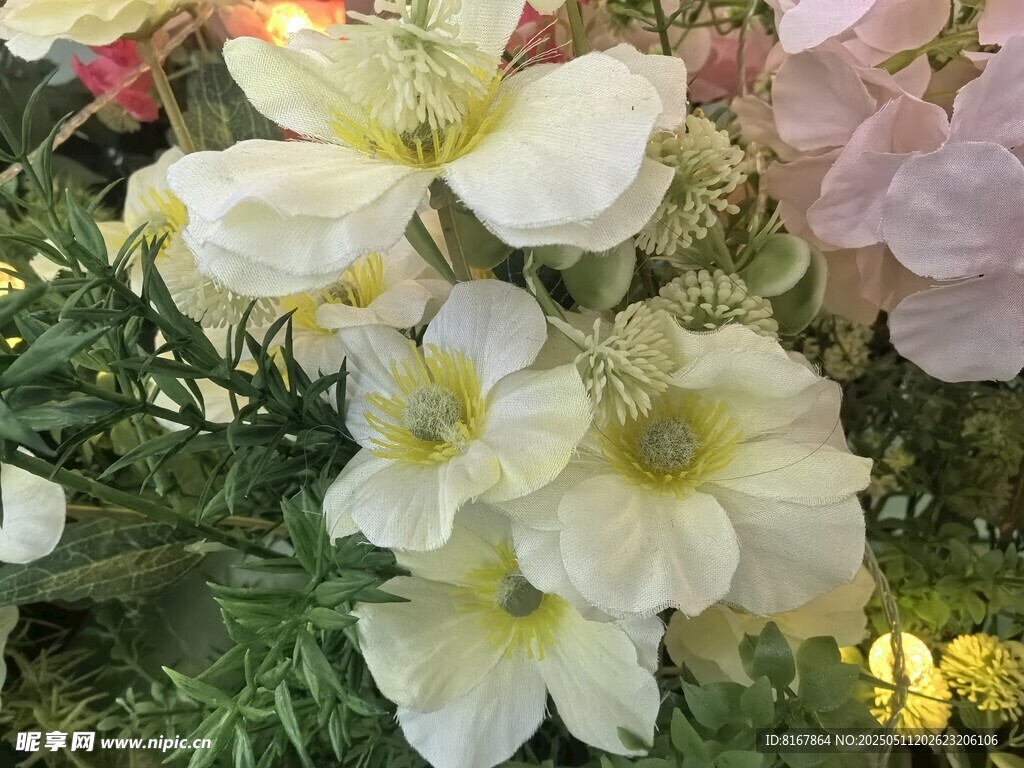 娇艳白花朵绽放生机