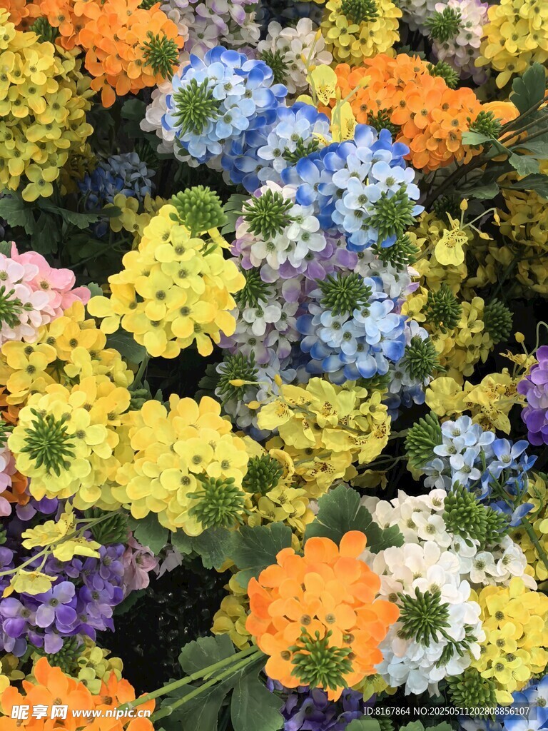 多彩花卉绽放