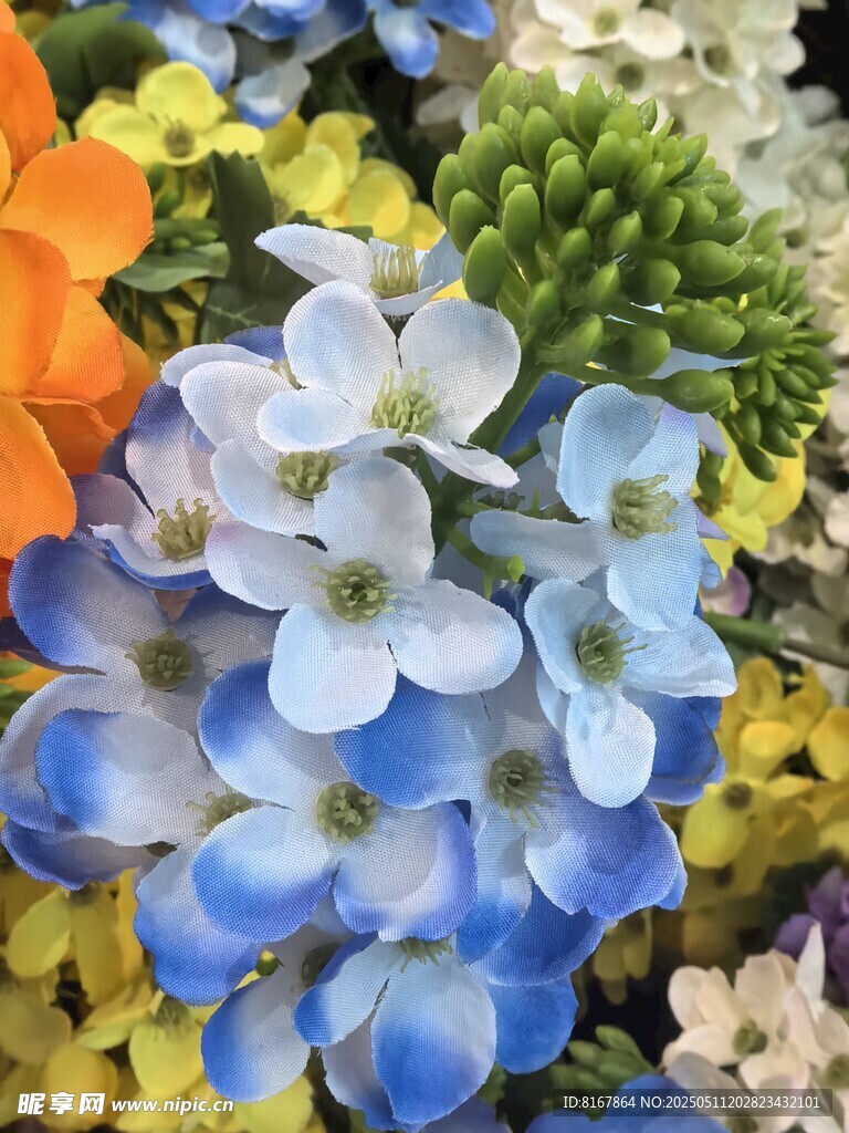 多彩花卉绽放美丽瞬间