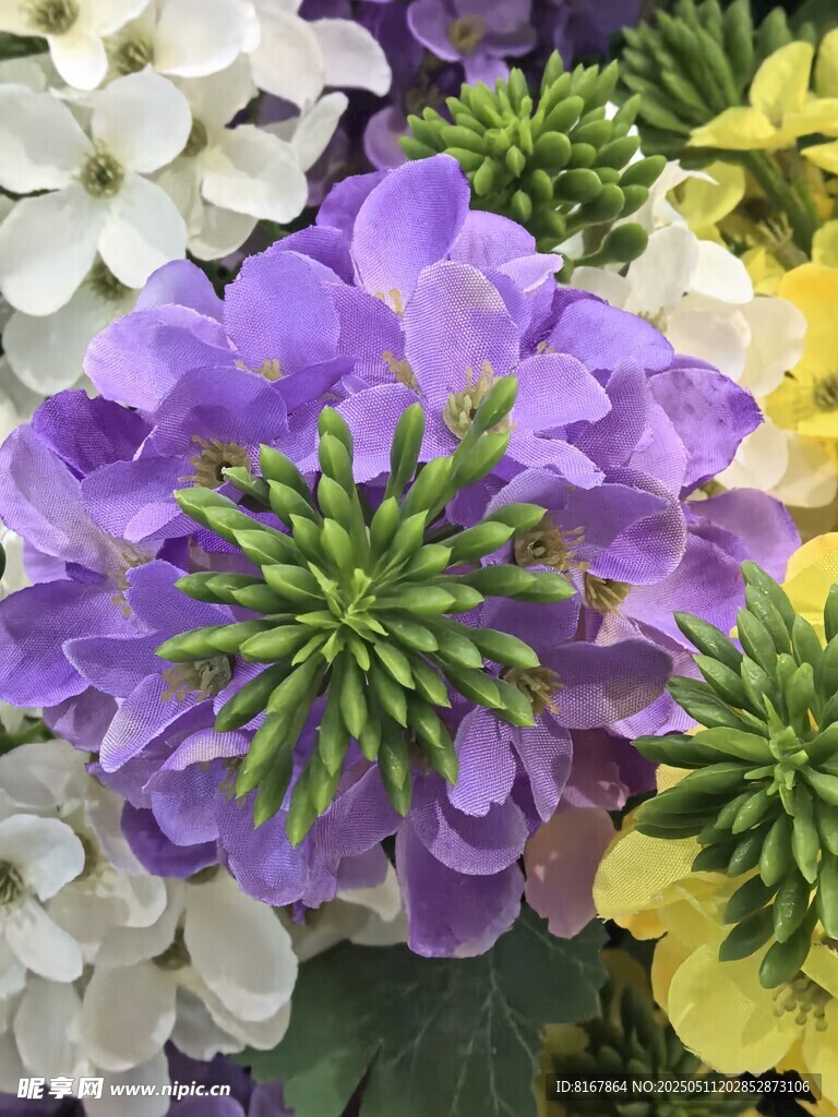 多彩花卉绽放美丽瞬间