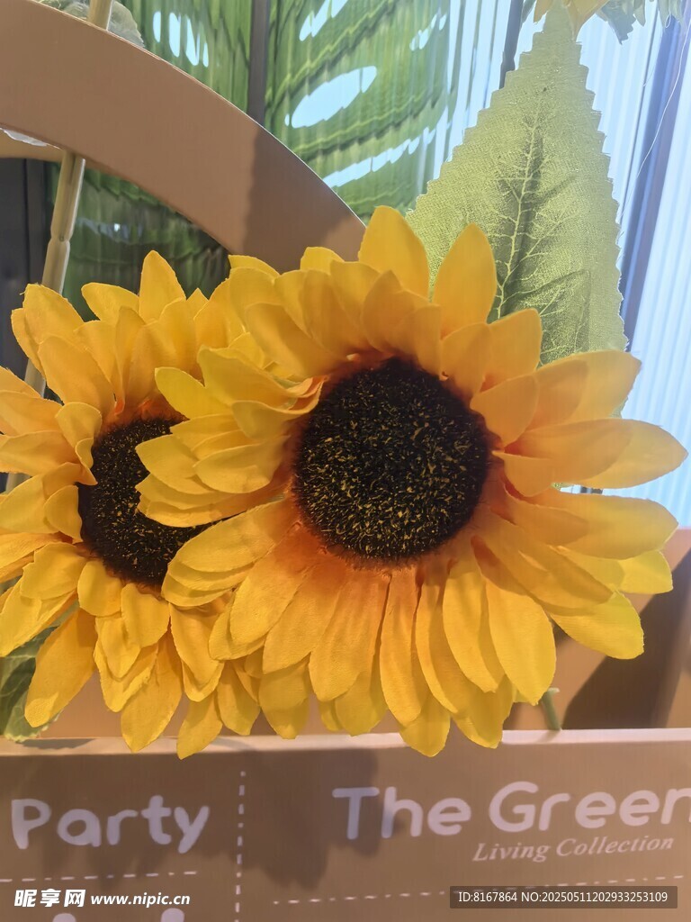 两朵明艳向日葵