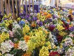 缤纷多彩花卉展示