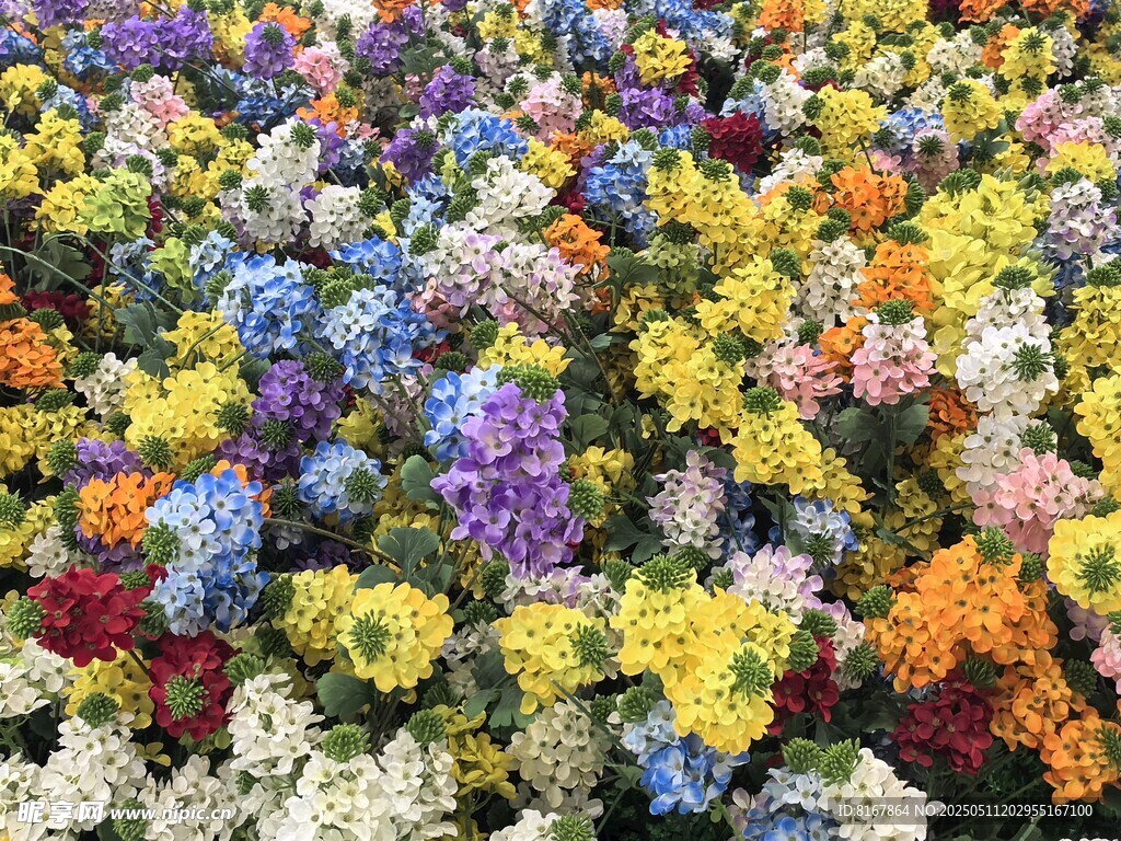 五彩斑斓的绚丽花卉世界