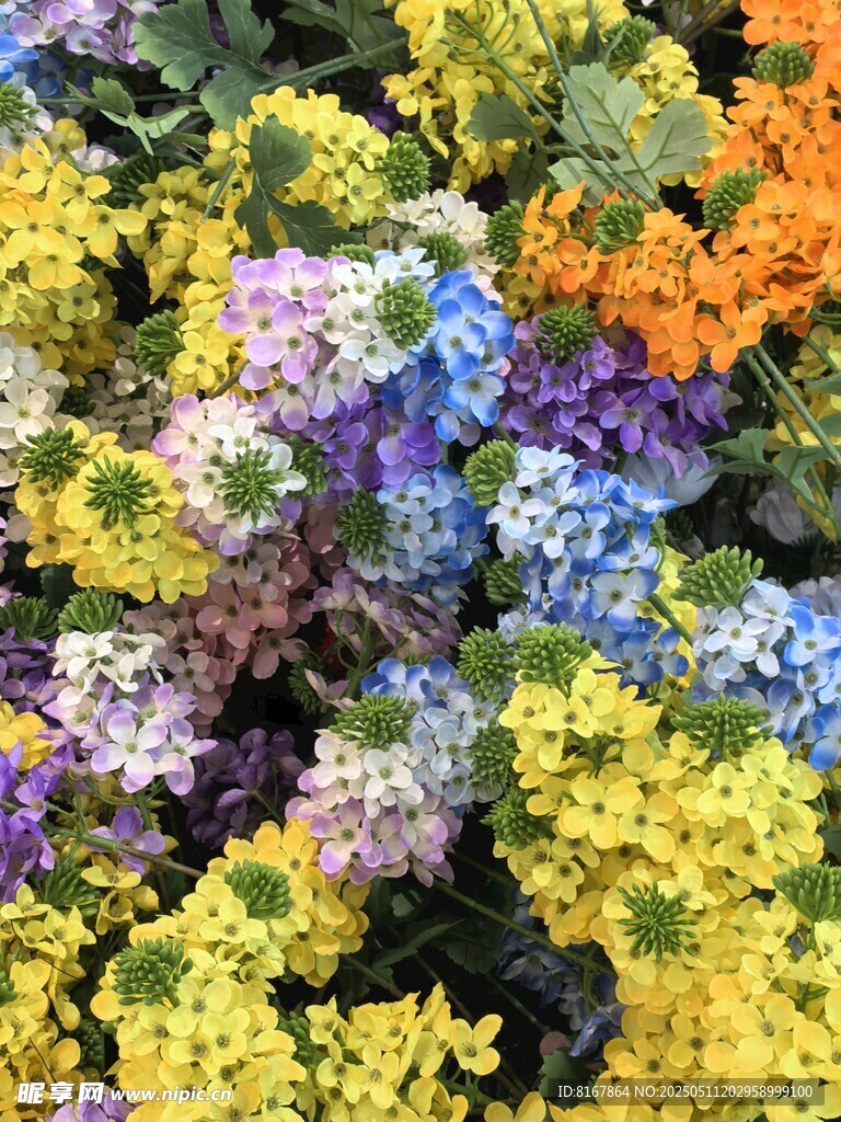 多彩花卉绽放