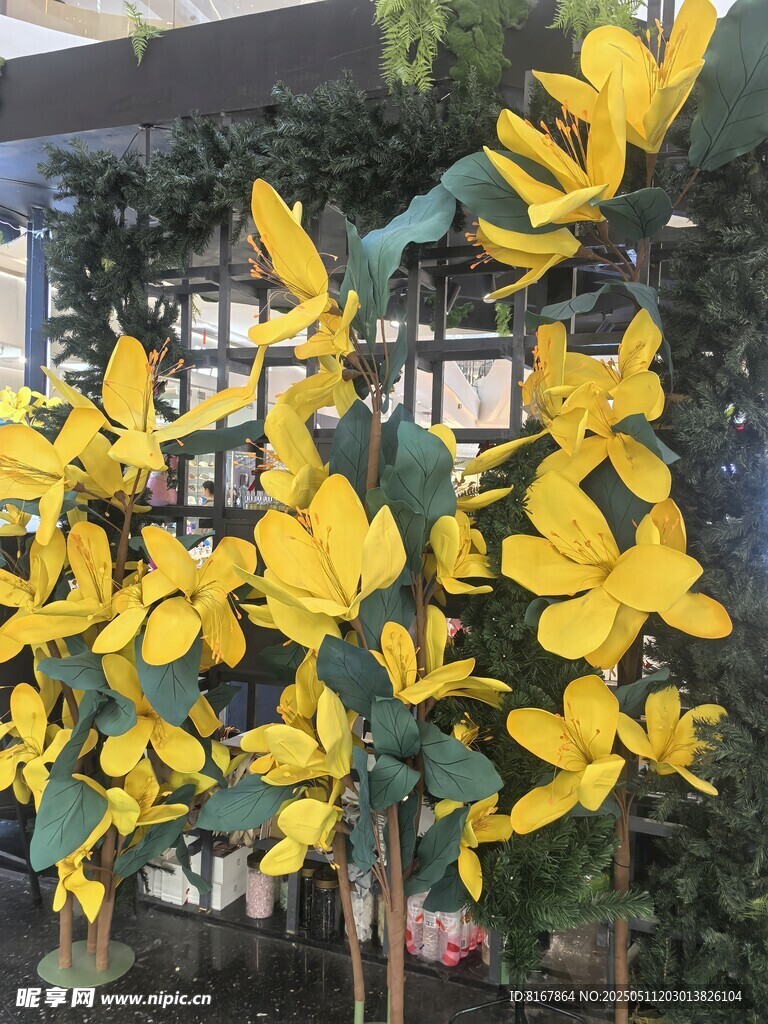 金黄蝴蝶兰绽放生机