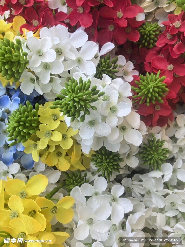 多彩绣球花绽放美丽
