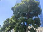 城市中葱郁大树与高楼相映
