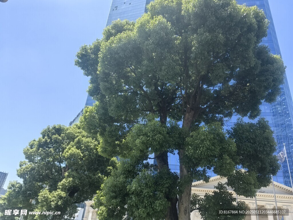 城市中葱郁大树与高楼相映