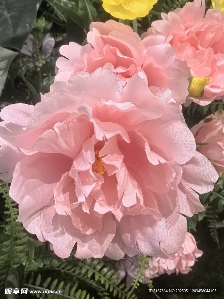 娇艳粉色牡丹花绽放