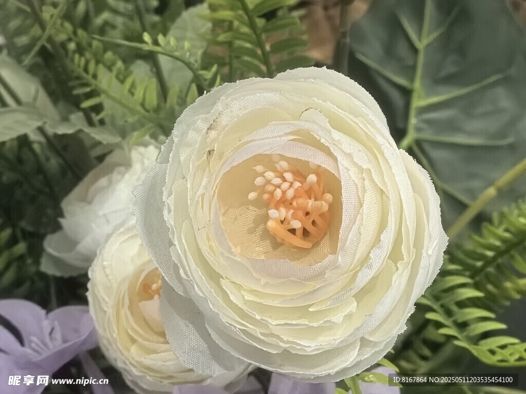白色柔美绽放的精致花朵