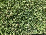 翠绿繁茂的植物景观