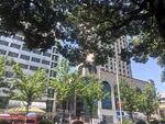 城市街道绿树掩映的建筑