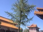 古建旁的挺拔绿树