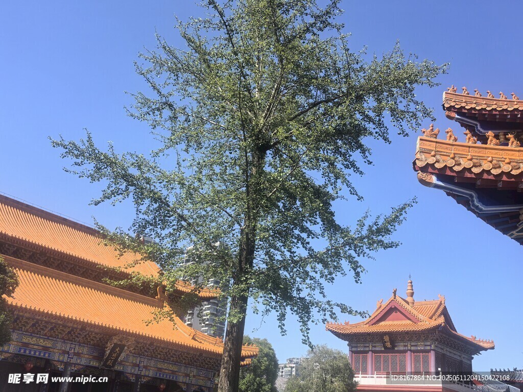 古建旁的挺拔绿树