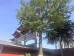 古建旁绿树挺立