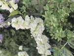 白色花卉绽放绿植间