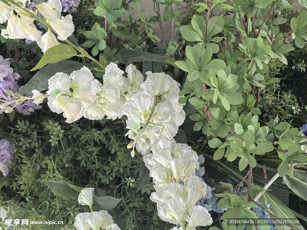白色花卉绽放绿植间