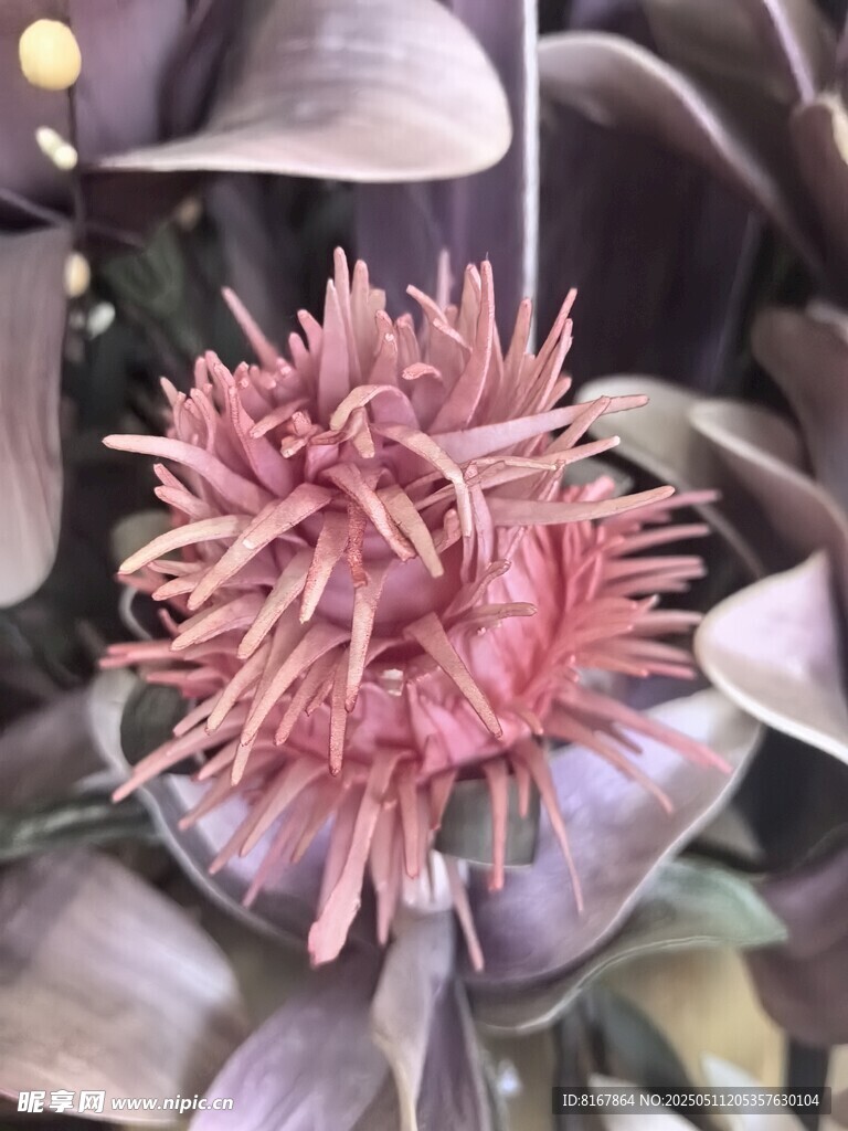 粉色独特花朵特写