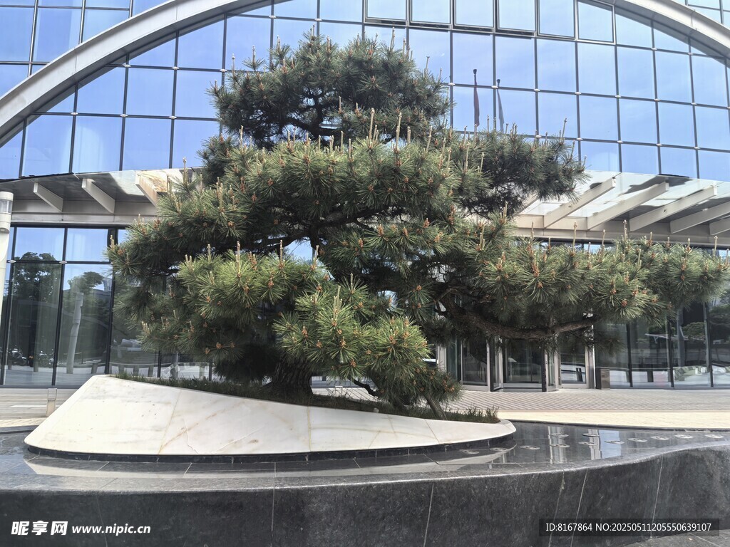 现代建筑前的景观绿植