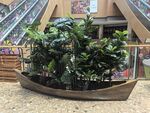 室内绿植装饰景观