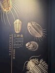 远古海洋生物化石展示