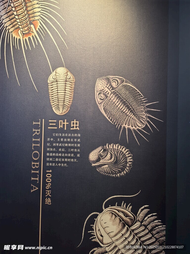 远古海洋生物化石展示