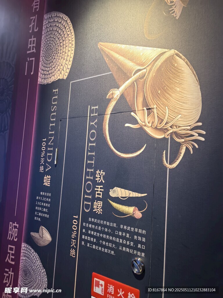 海洋生物魔鬼鱼科普书籍页