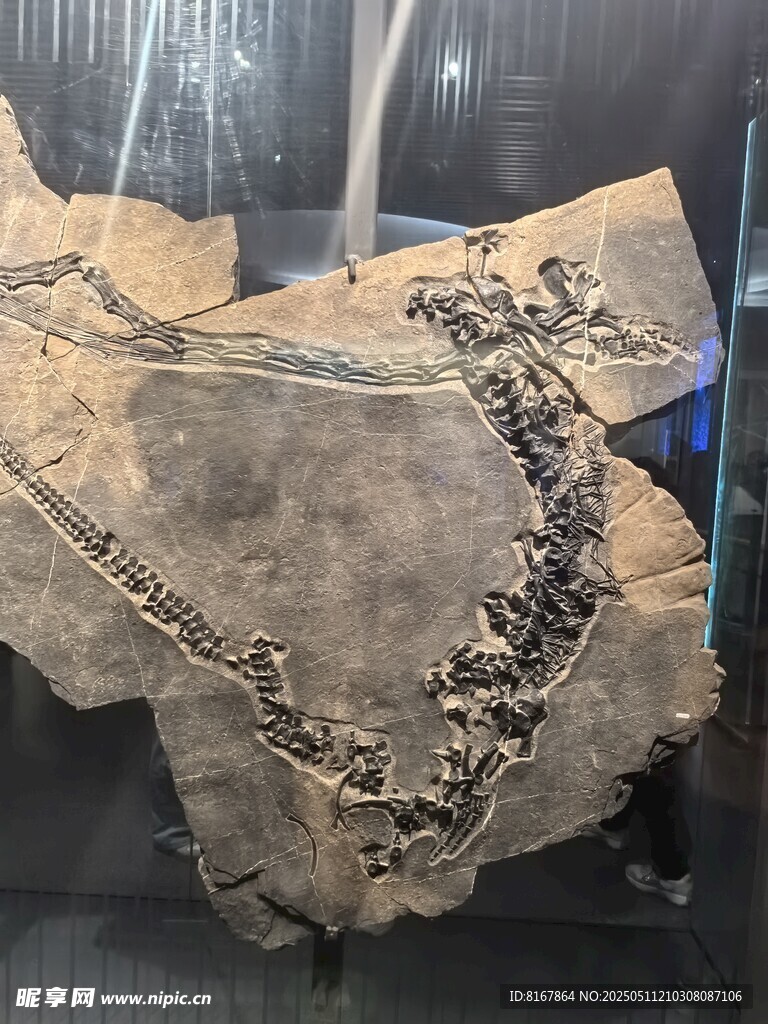 远古生物化石标本展示