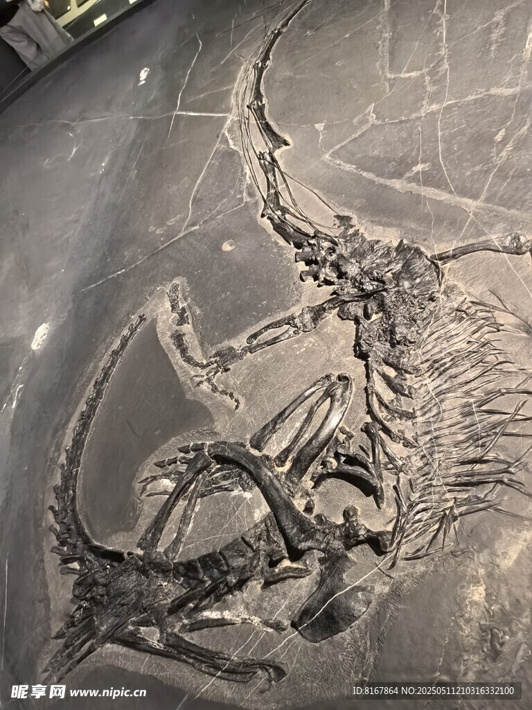 远古恐龙化石遗迹