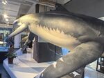 博物馆中的史前海洋生物模型