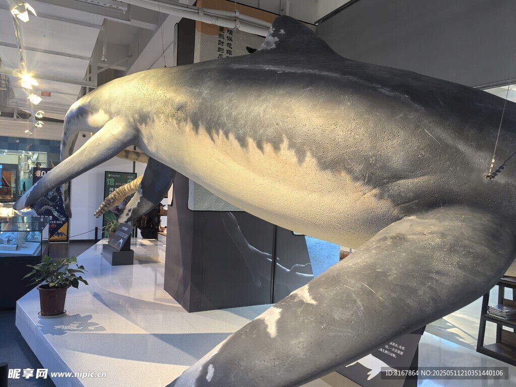 博物馆中的史前海洋生物模型