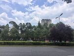 城市道路旁的绿树与建筑