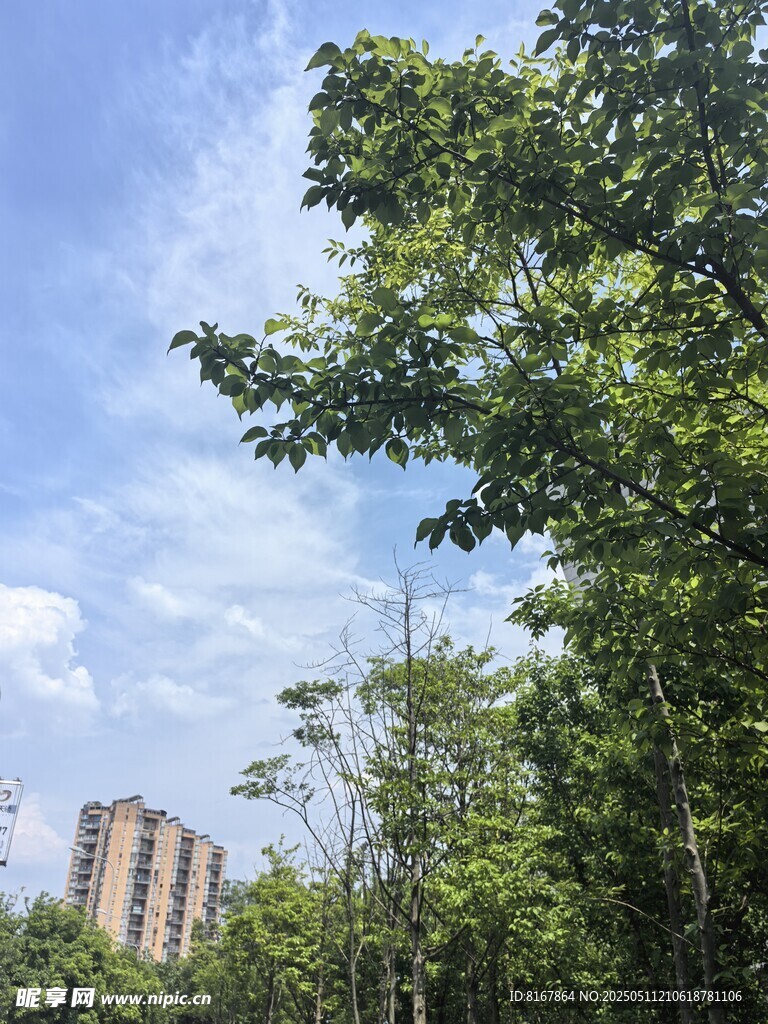 绿树掩映下的城市建筑