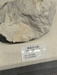 硅化木化石标本展示