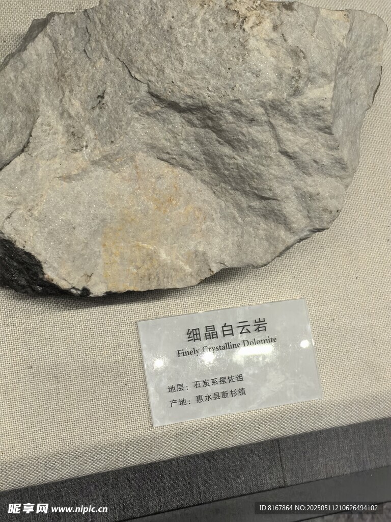 硅化木化石标本展示