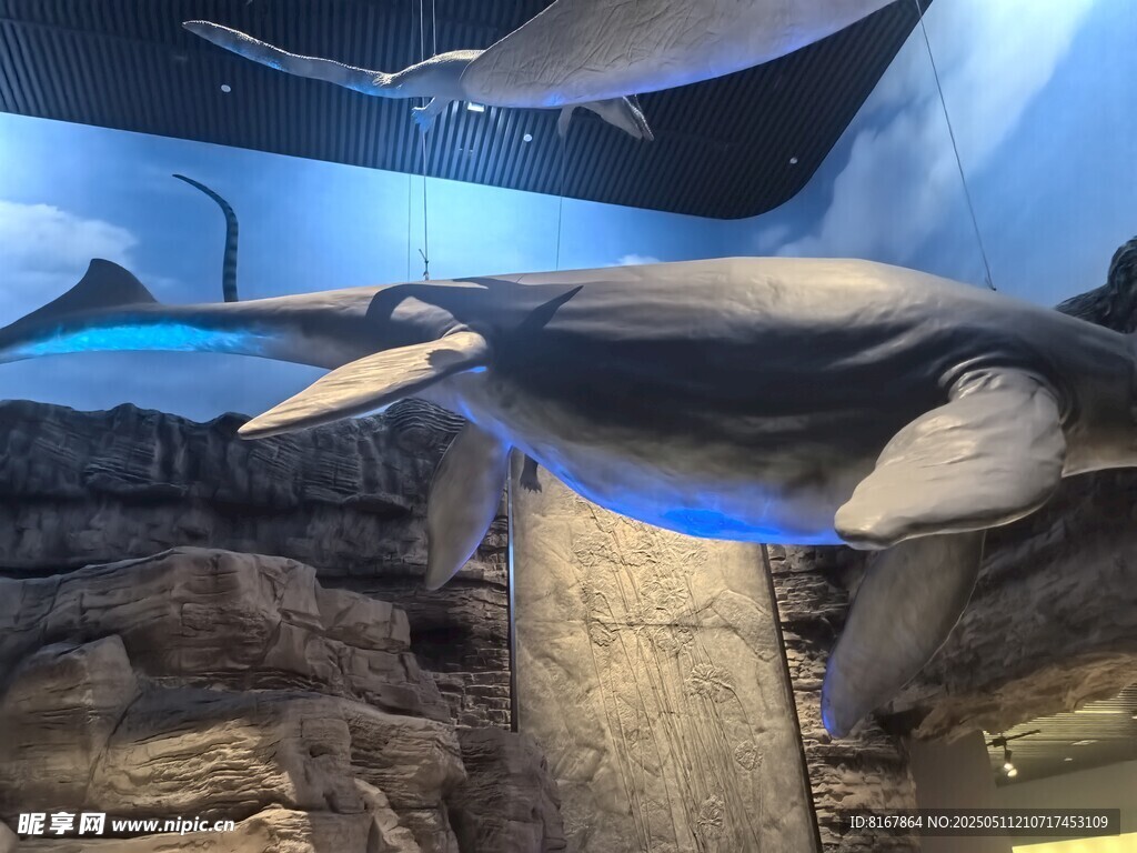 水族馆中的神秘鳐鱼